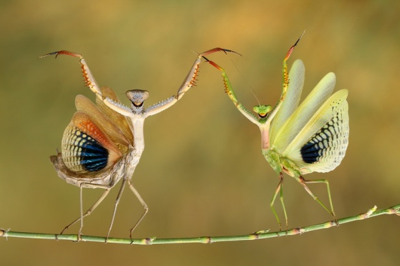 Danza de mantis